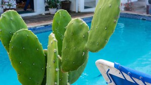 A cactus near a pool with a chair. - Cleopatra Villas (Gros Islet)