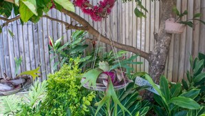 A garden with various plants and a hanging basket with a sign that reads "LOVE APRIL". - Cleopatra Villas (Gros Islet)