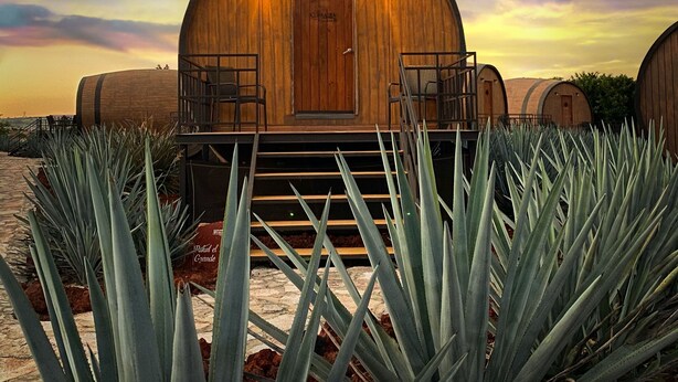 Una estructura de madera con una puerta y dos ventanas, rodeada de plantas de agave.