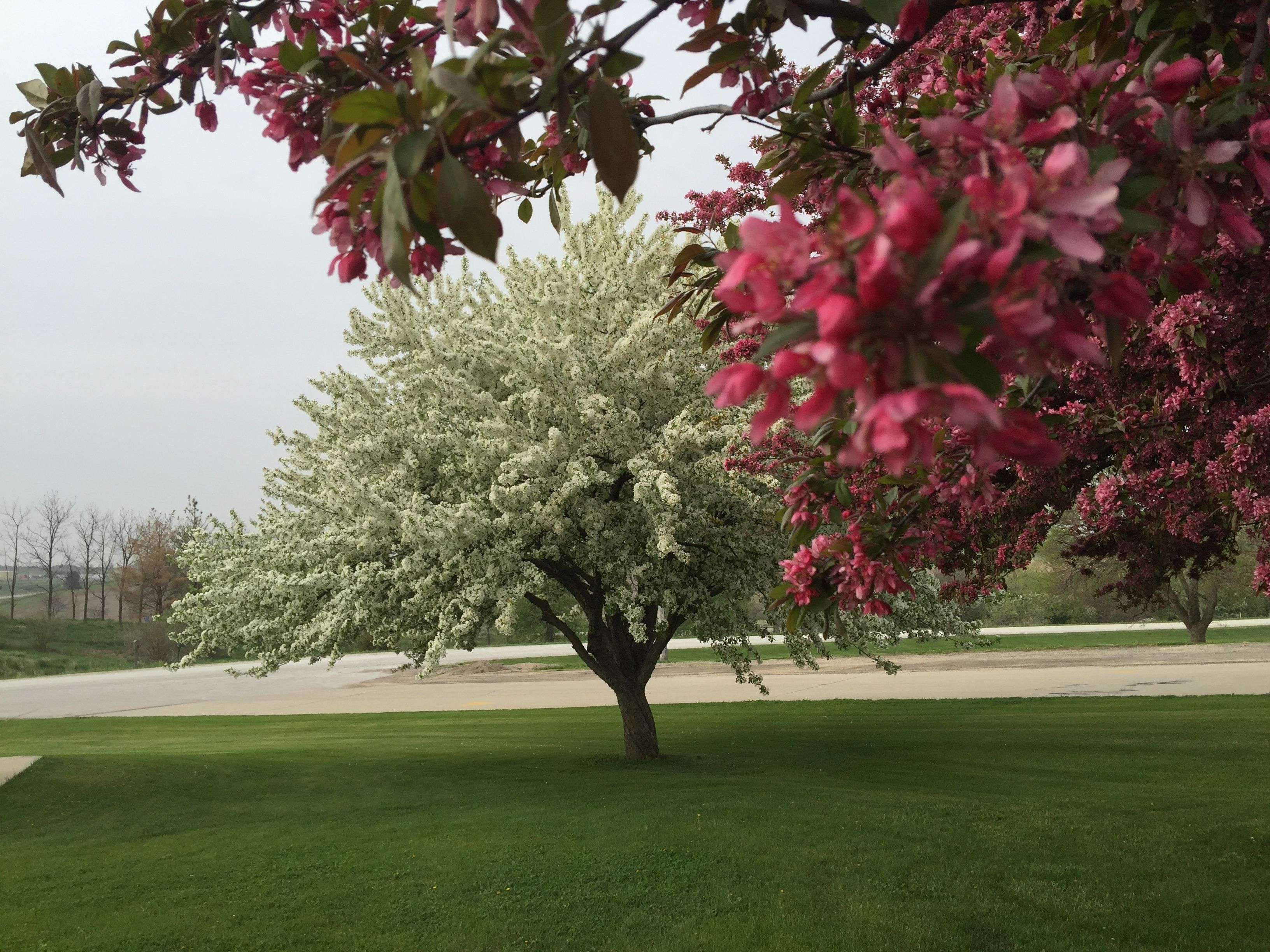 A tree with white blossoms and pink flowers in a grassy area.