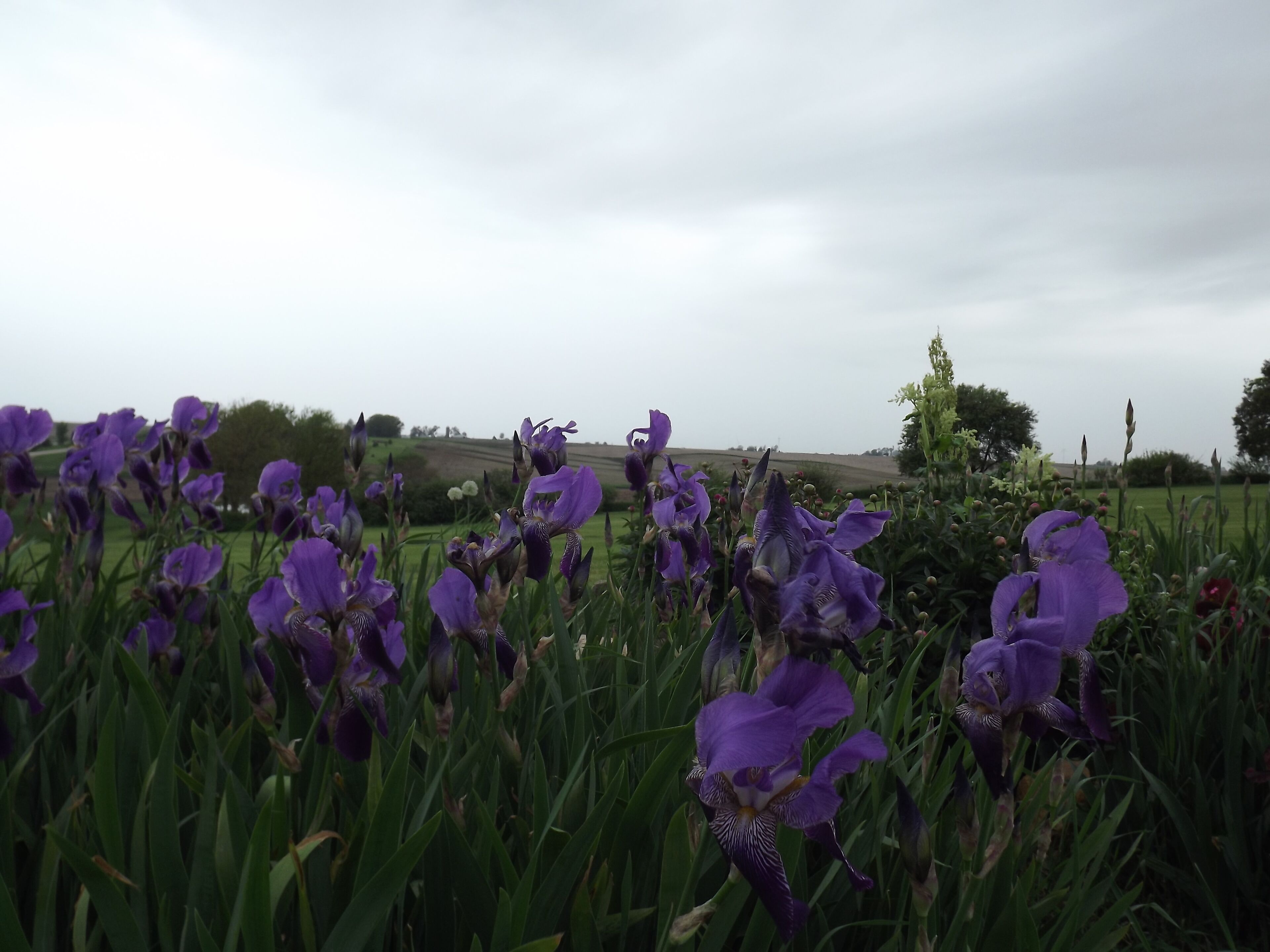 A field of purple flowers with a cloudy sky in the background.