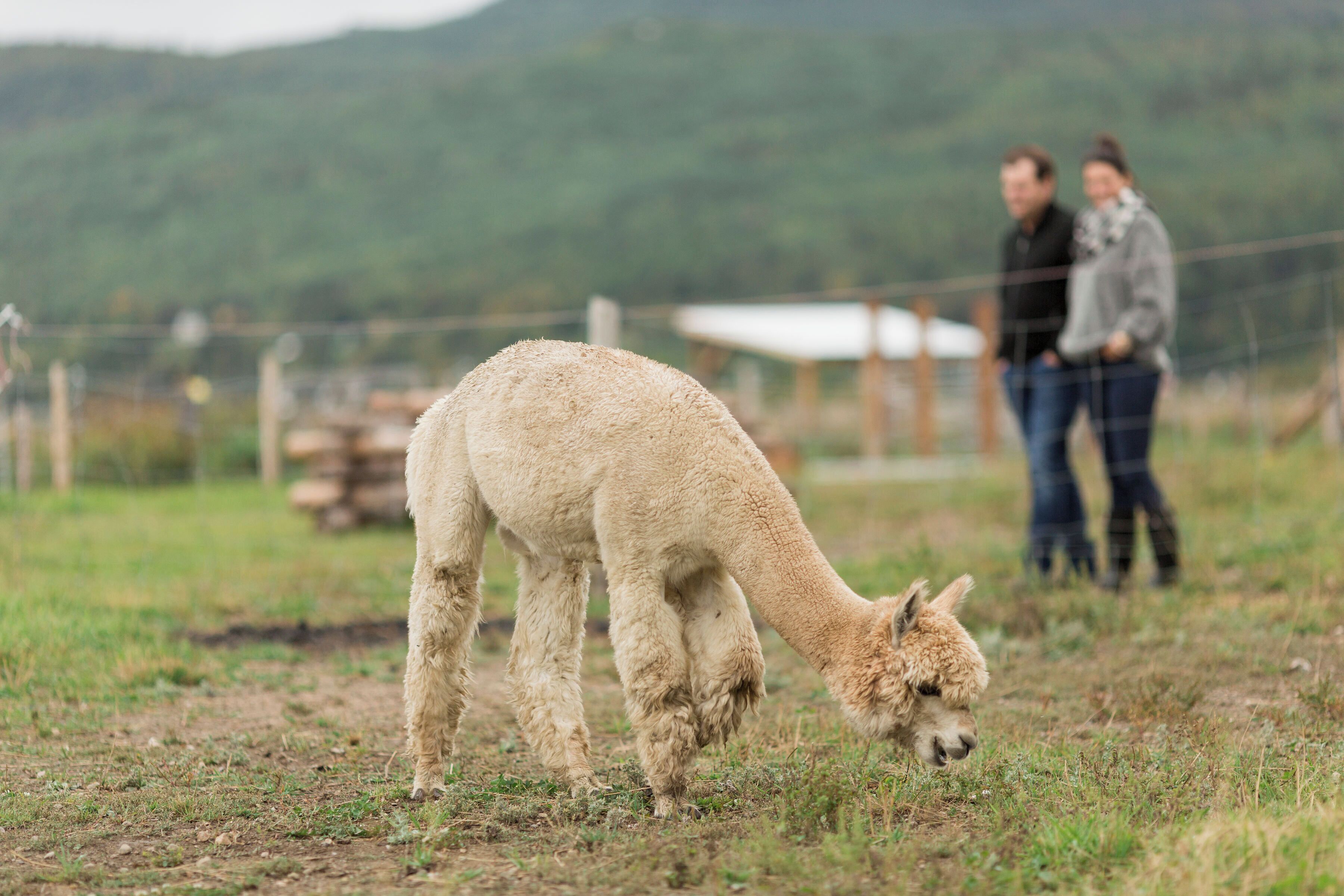 A llama grazing in a fenced field with a mountainous background.