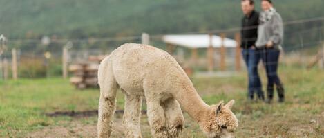 A llama grazing in a fenced field with a mountainous background.