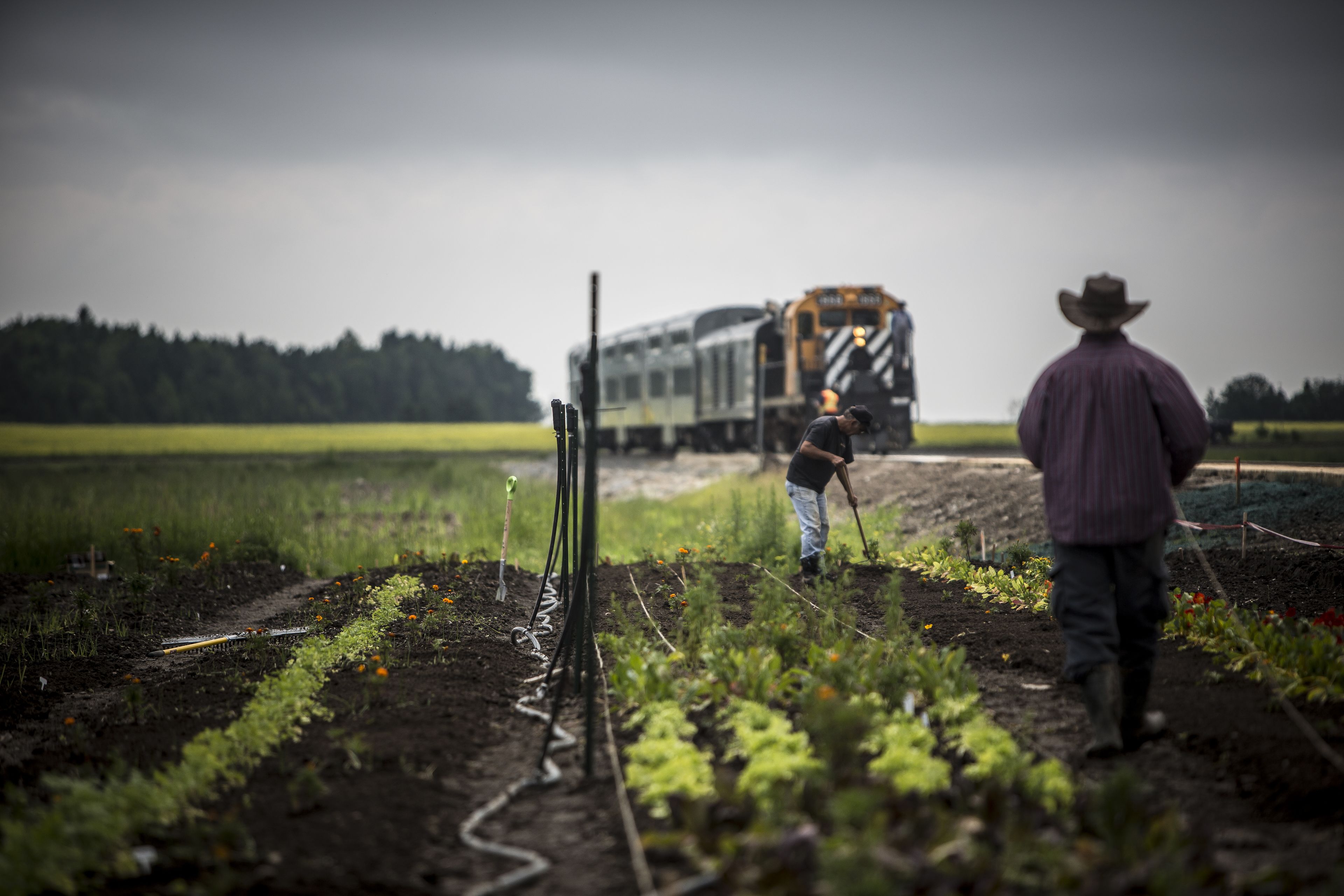 Paisaje rural con un tren al fondo, una persona con sombrero de vaquero y otra cultivando cosechas.