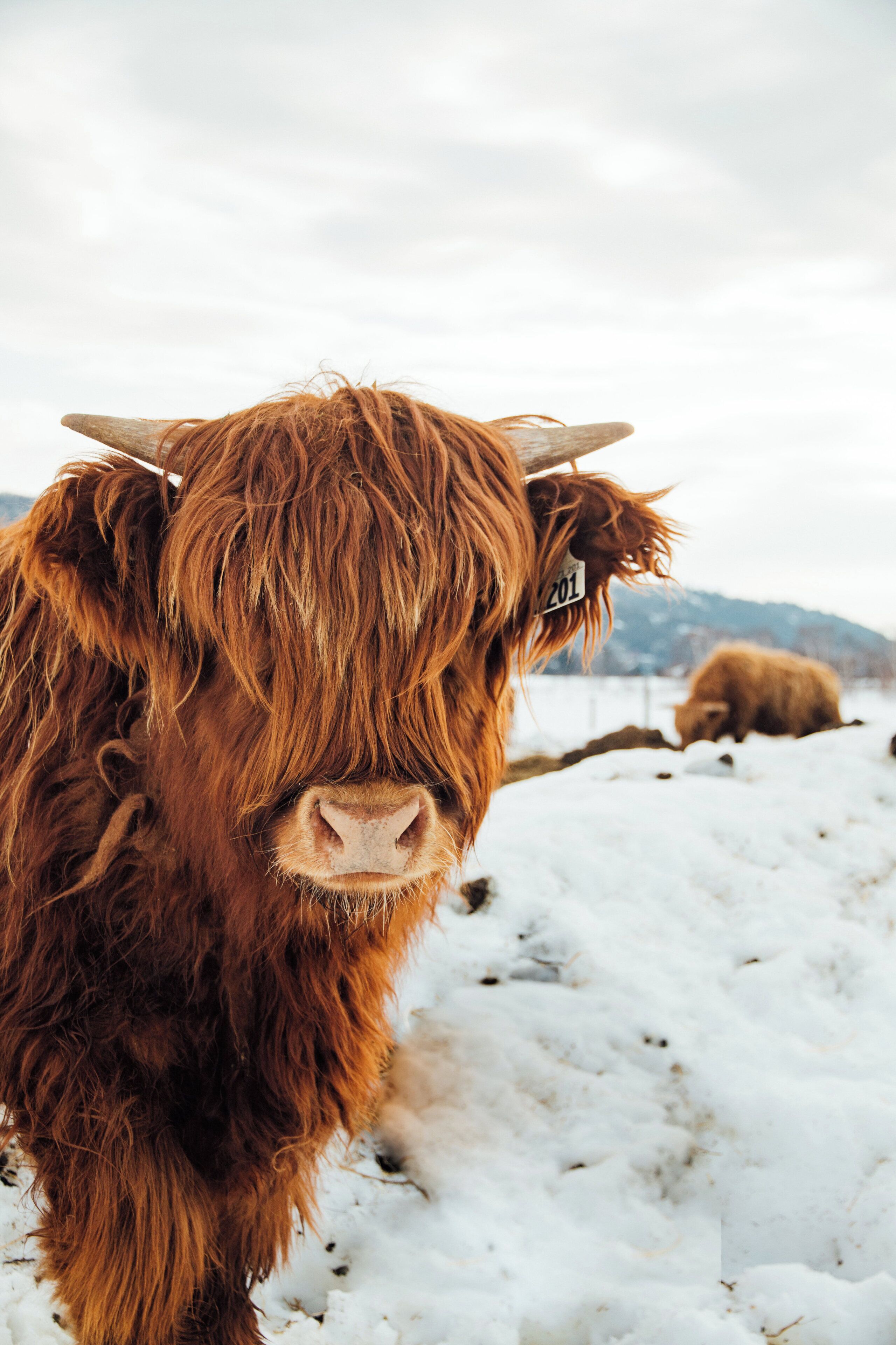 A close-up of a Highland cow with a tag, standing in a snowy field with mountains in the background.