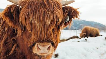 A close-up of a Highland cow with a tag, standing in a snowy field with mountains in the background.
