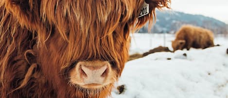 Primer plano de una vaca de las Highlands con una etiqueta, de pie en un campo nevado con montañas al fondo.