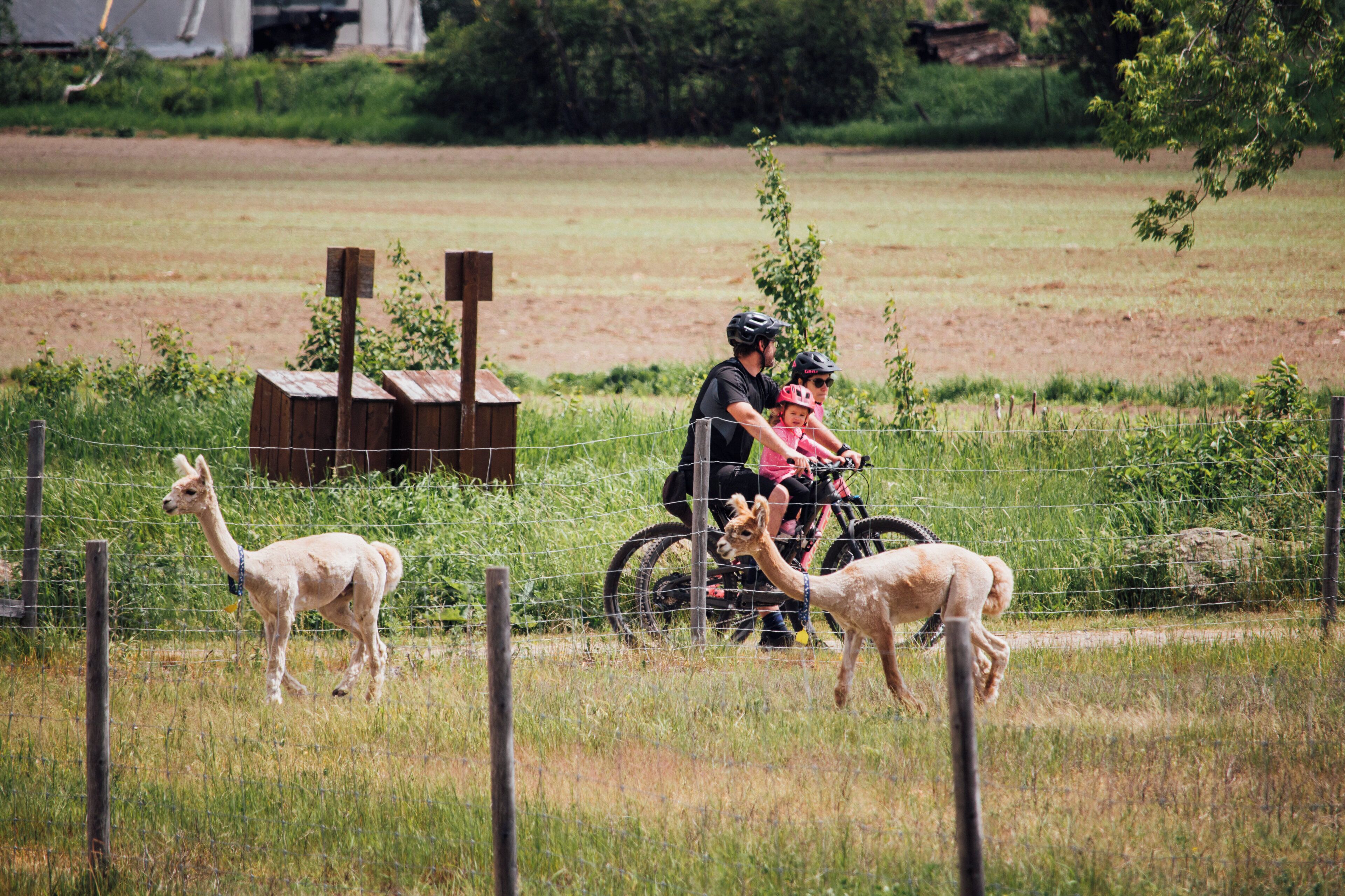 A fenced area with llamas and a person on a bicycle.