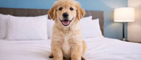 Un golden retriever est assis sur un lit recouvert d’une literie blanche, avec un mur bleu en arrière-plan.