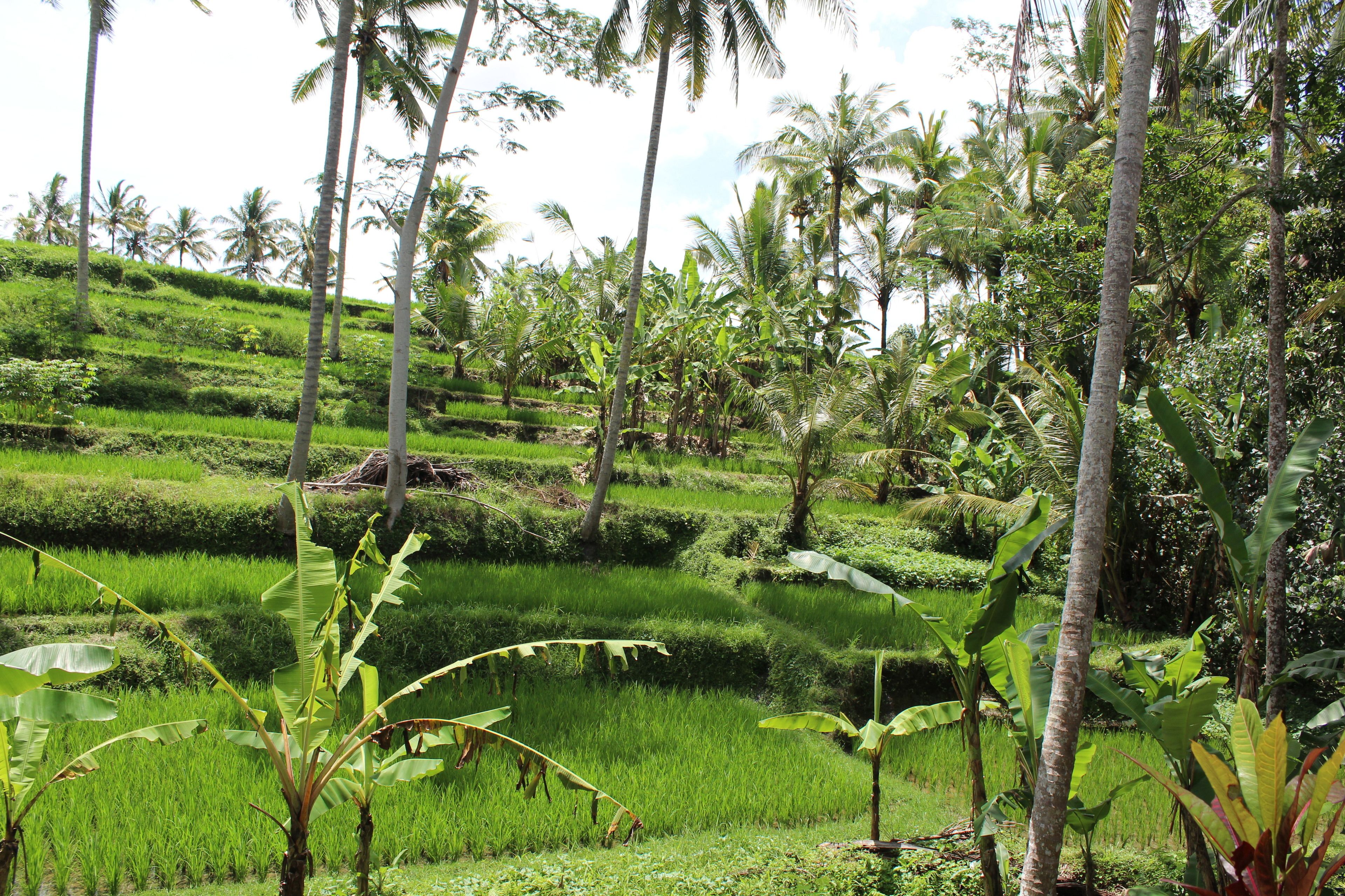 A lush, terraced rice field with tall palm trees and banana plants.