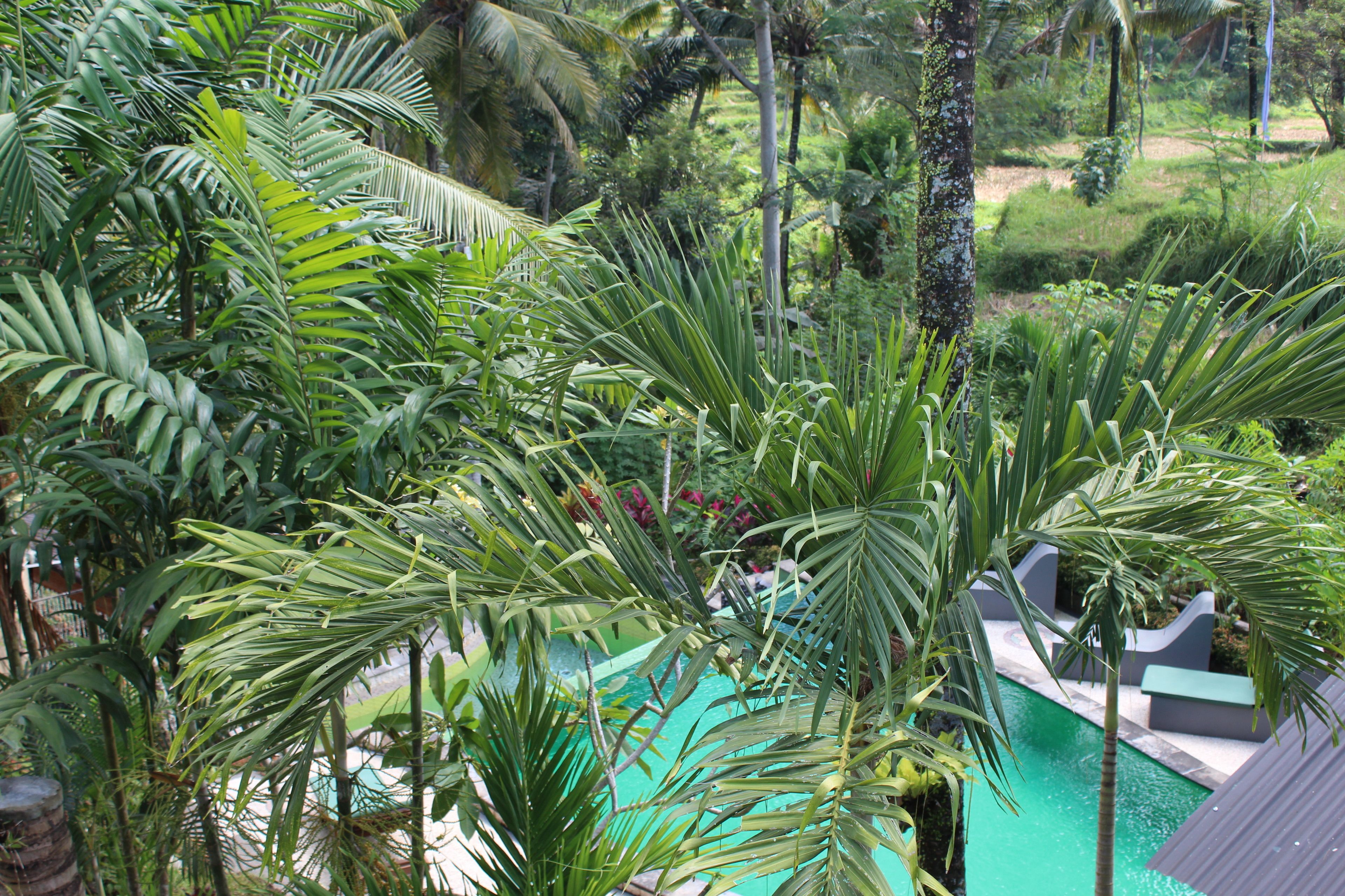A lush garden with a swimming pool surrounded by various tropical plants.
