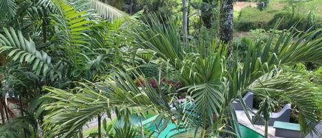 A lush garden with a swimming pool surrounded by various tropical plants.
