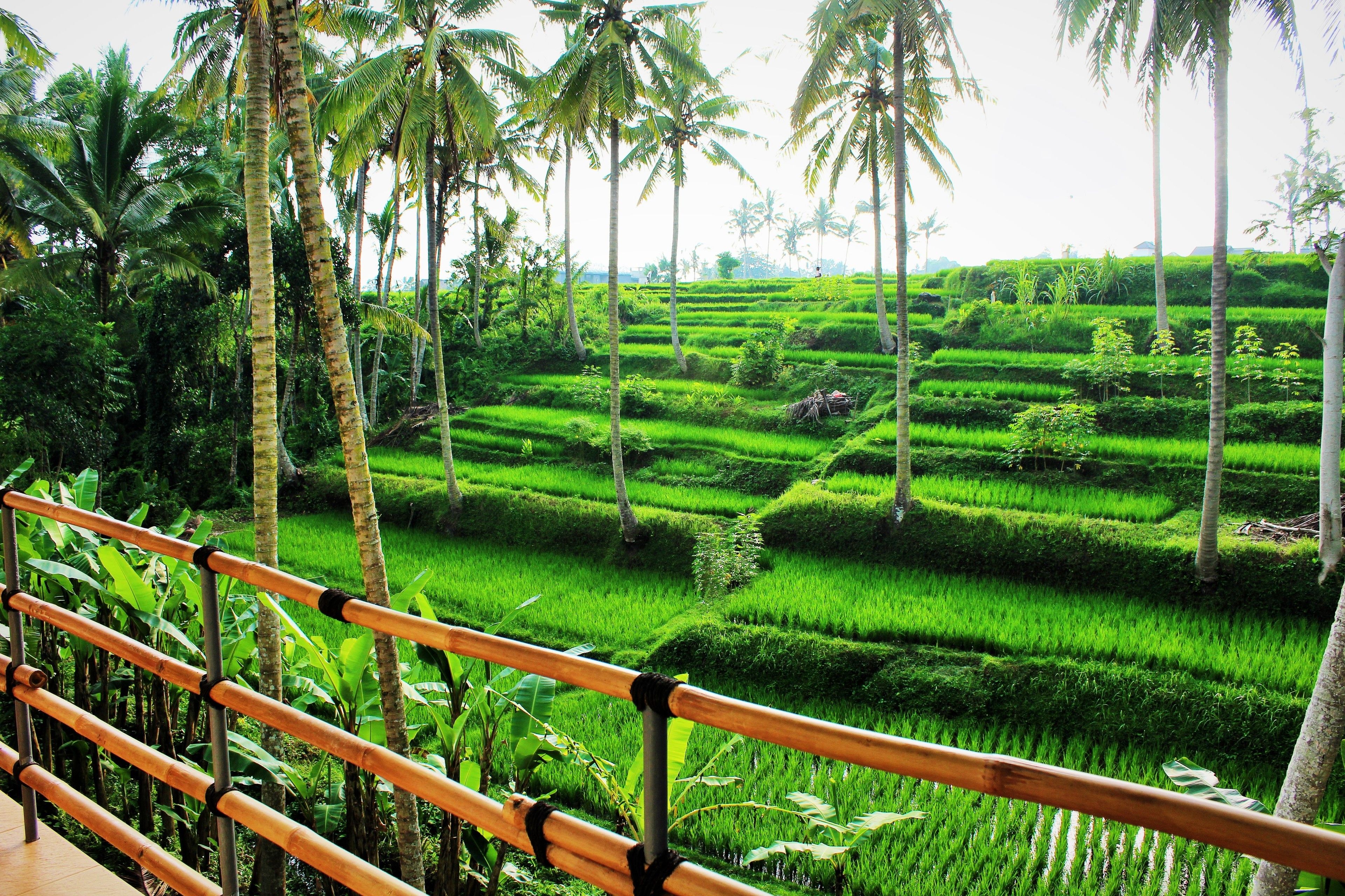 Foto - Junjungan Suite