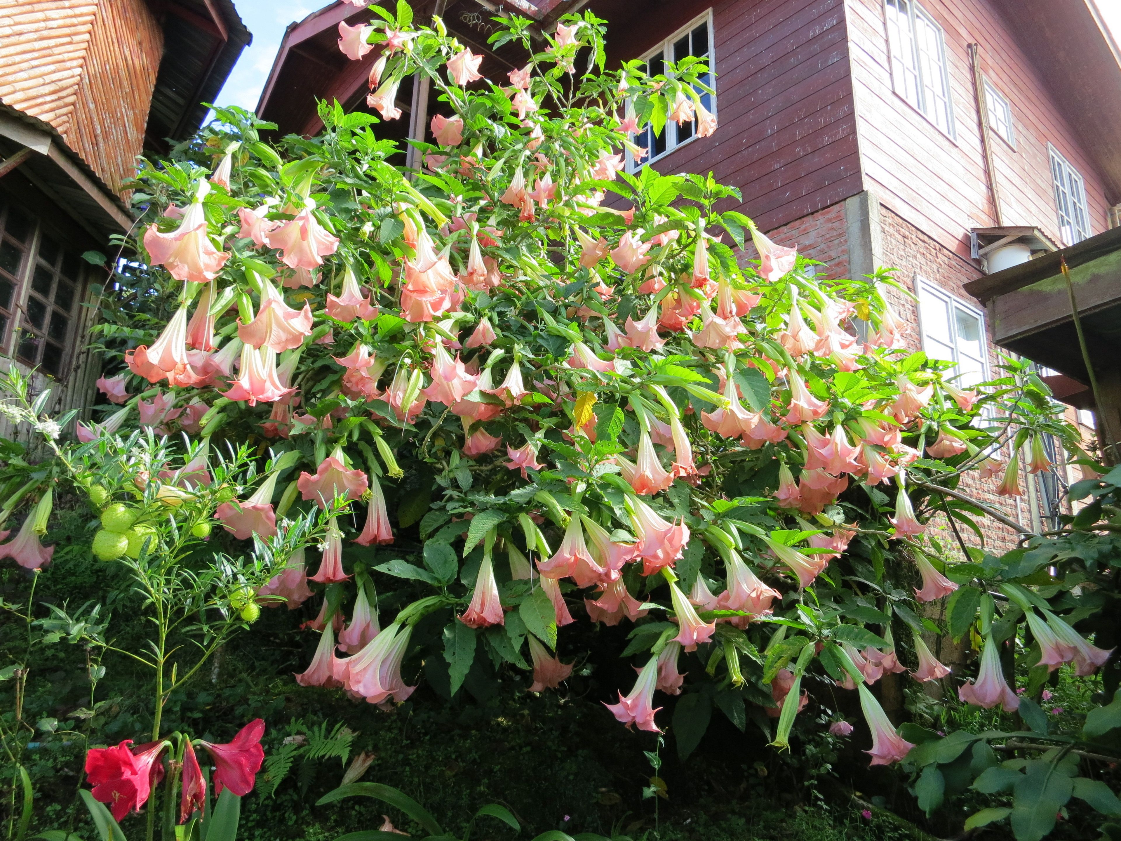 Un jardín con flores rosas colgantes y un edificio de ladrillo al fondo.