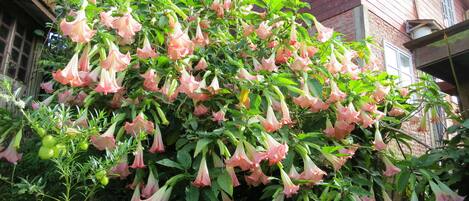 Un jardín con flores rosas colgantes y un edificio de ladrillo al fondo.