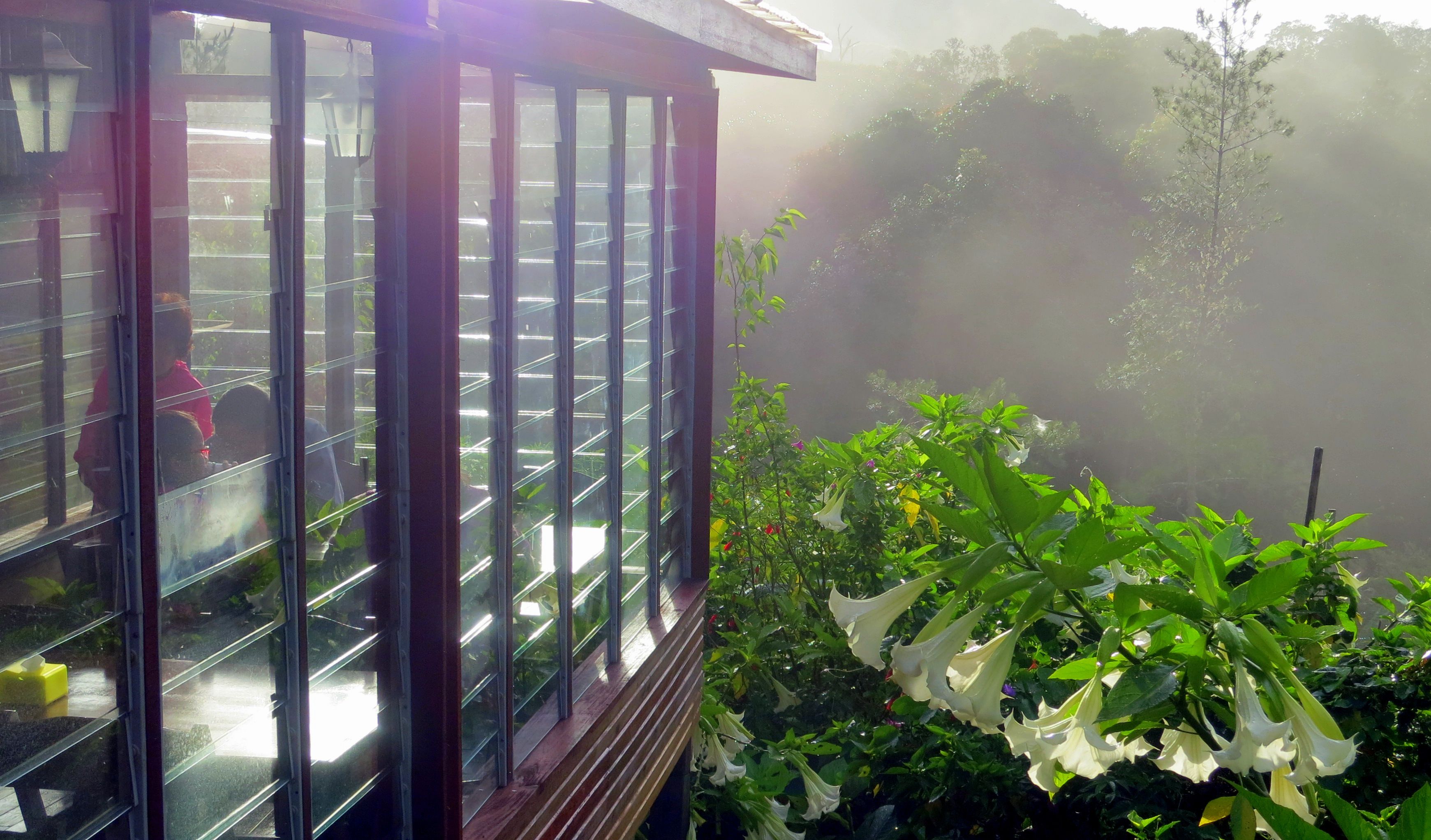 A greenhouse with a view of a misty forest.