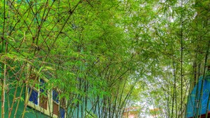 Property grounds - Superb Hostel (Singapore)