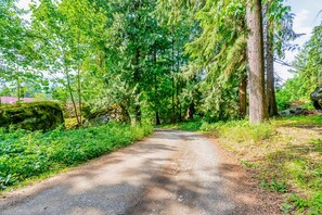 A forested path with dense trees and a dirt road.