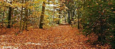 A forest path covered with fallen leaves.