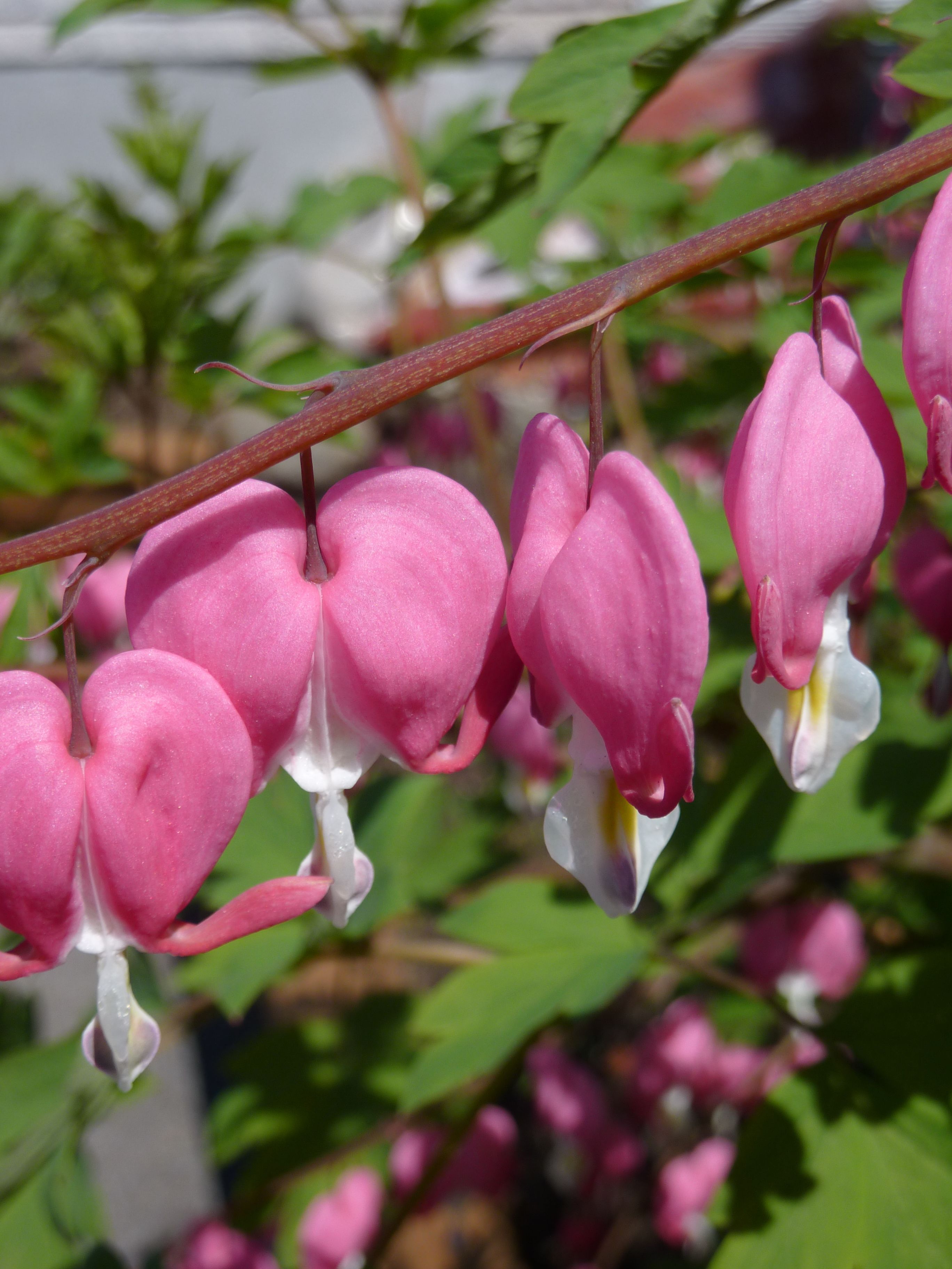 A close-up of hanging pink flowers with white centers, likely a type of bleeding heart, against a blurred green background.