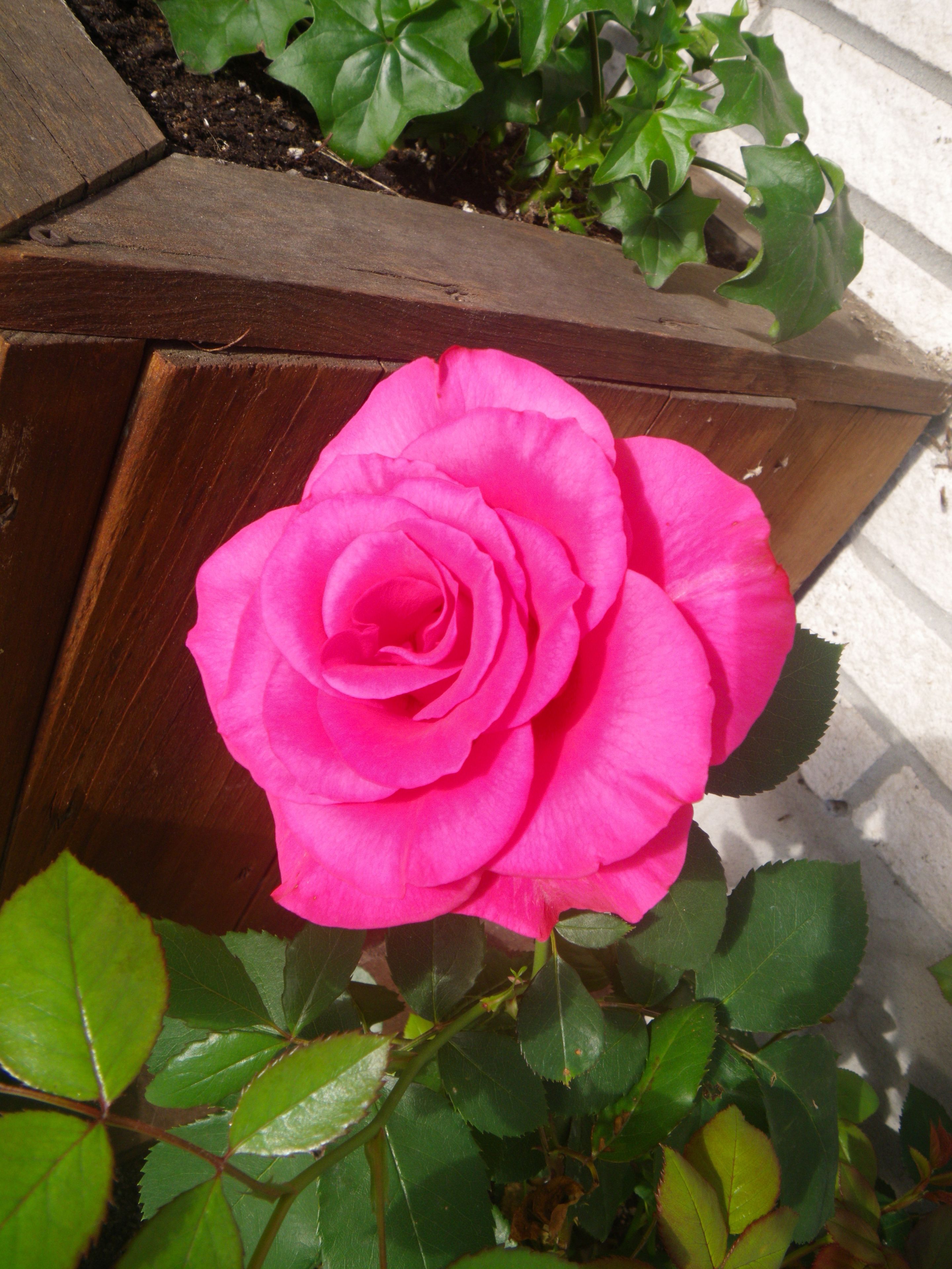 A pink rose in a wooden planter.