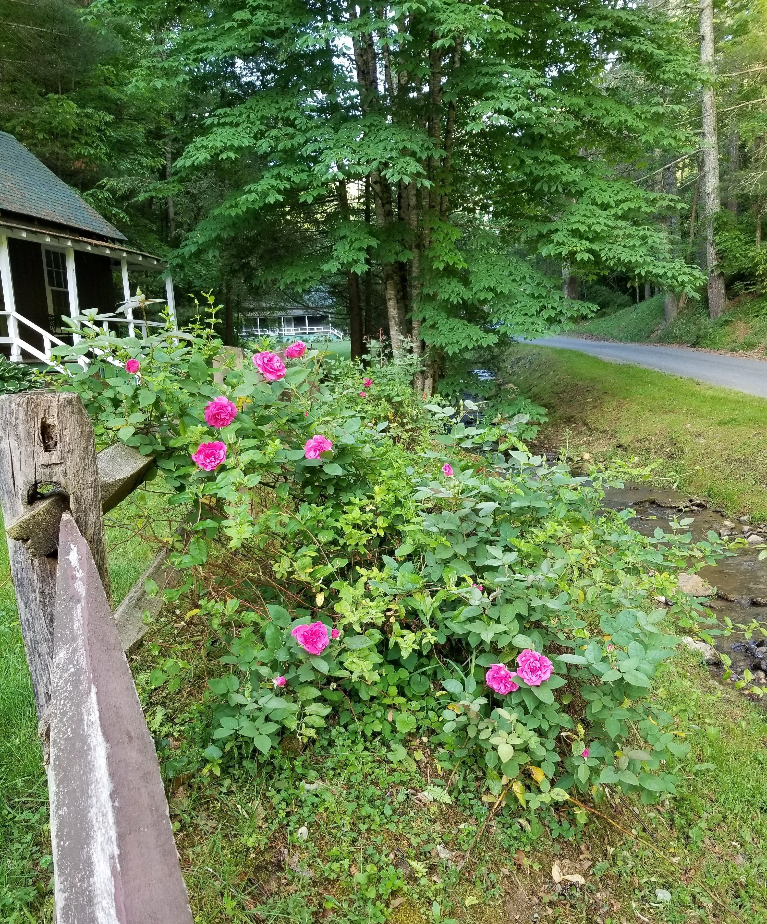 Una valla de madera rústica con flores rosadas en un exuberante jardín verde.