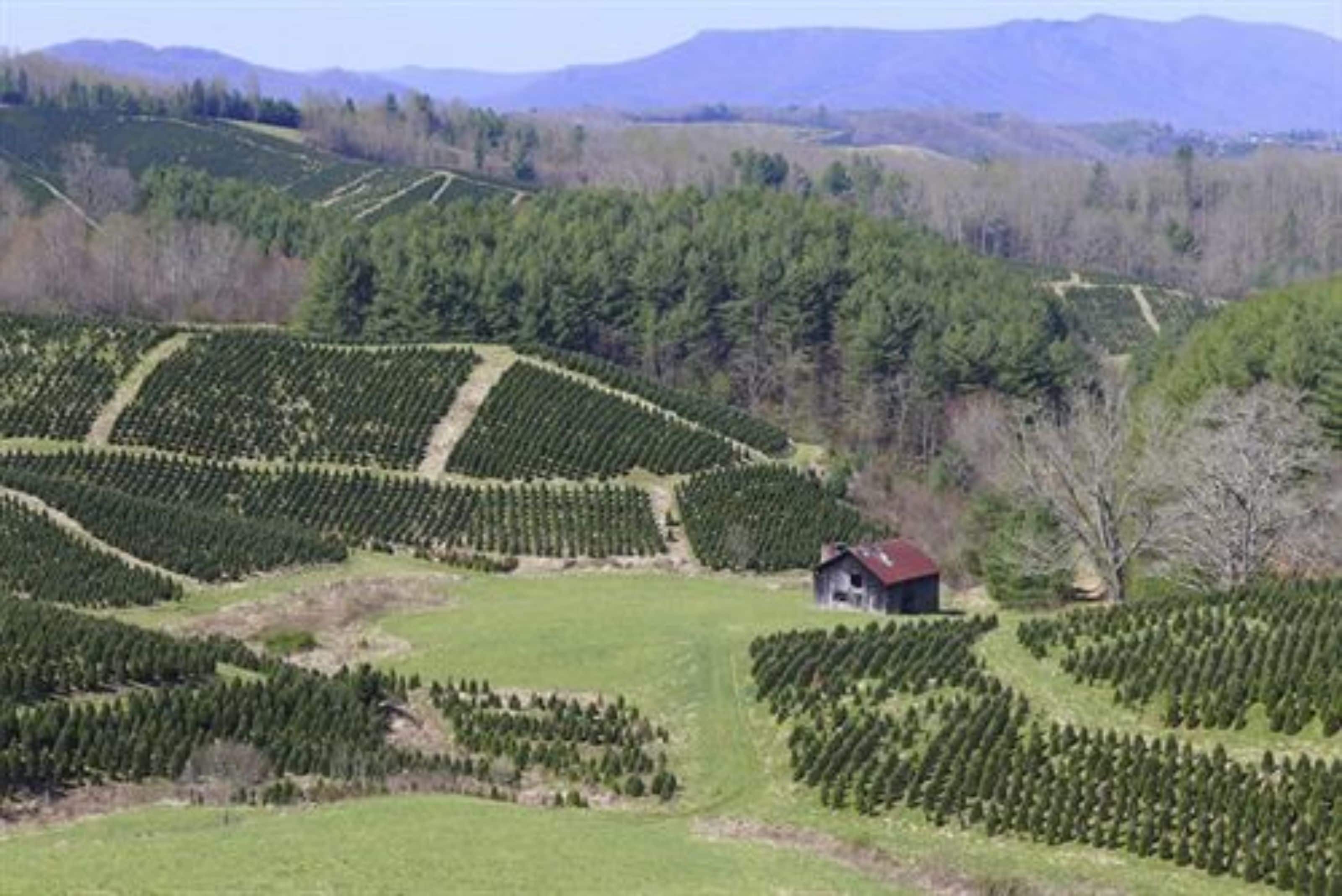 A rural landscape with neatly arranged rows of trees, a small building, and rolling hills in the background.