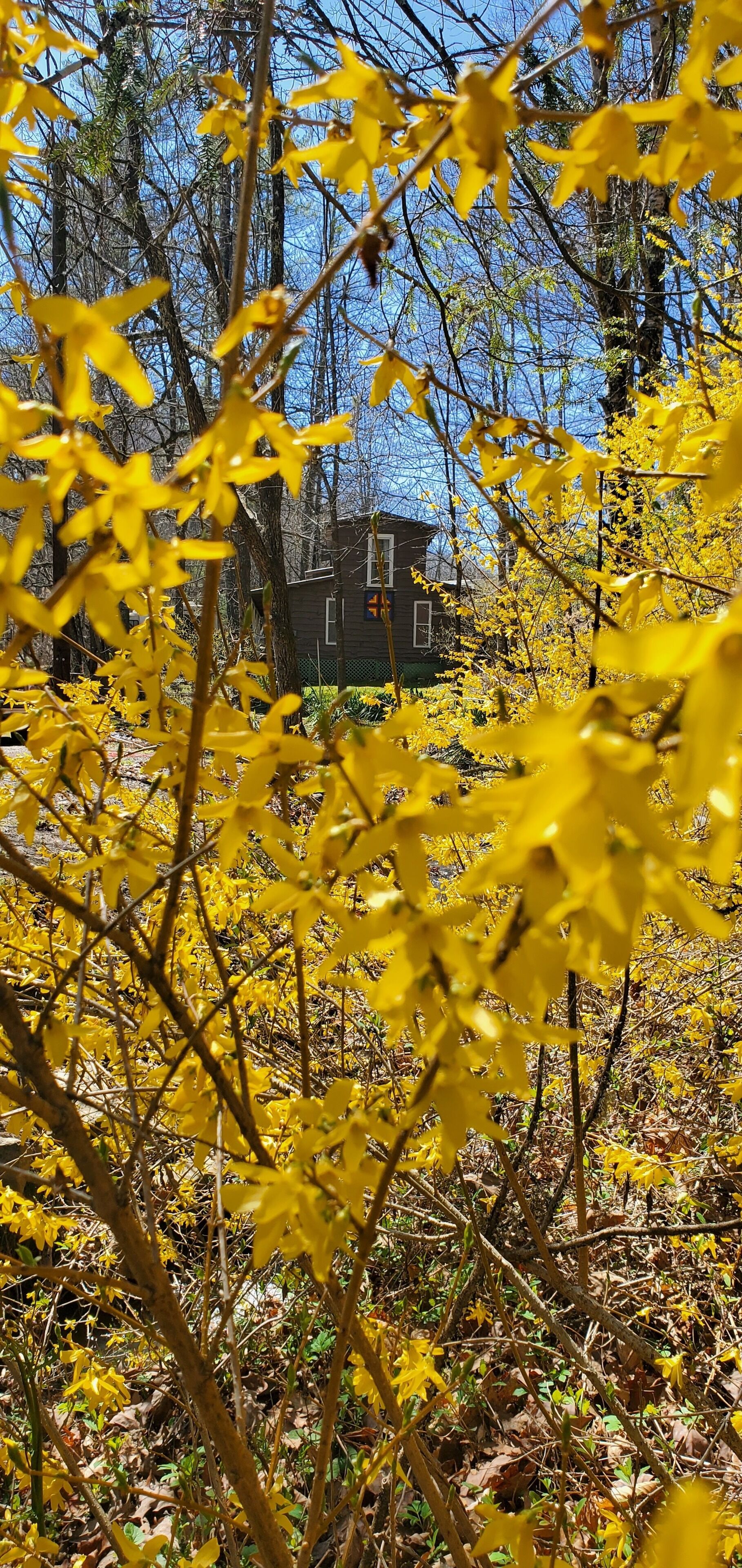 Une maison entourée d’un feuillage jaune.