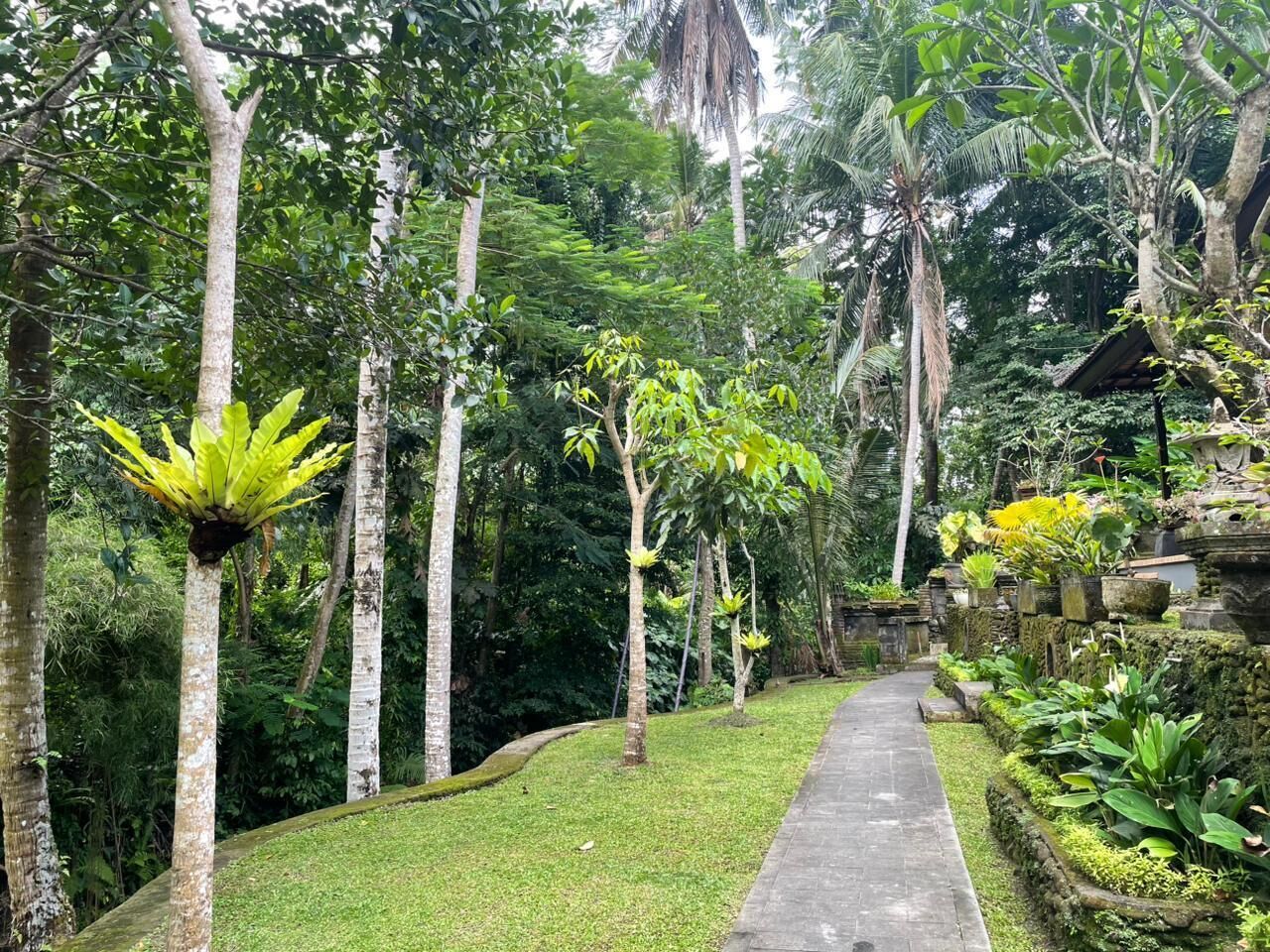 A pathway through a lush garden with tall trees and various plants.