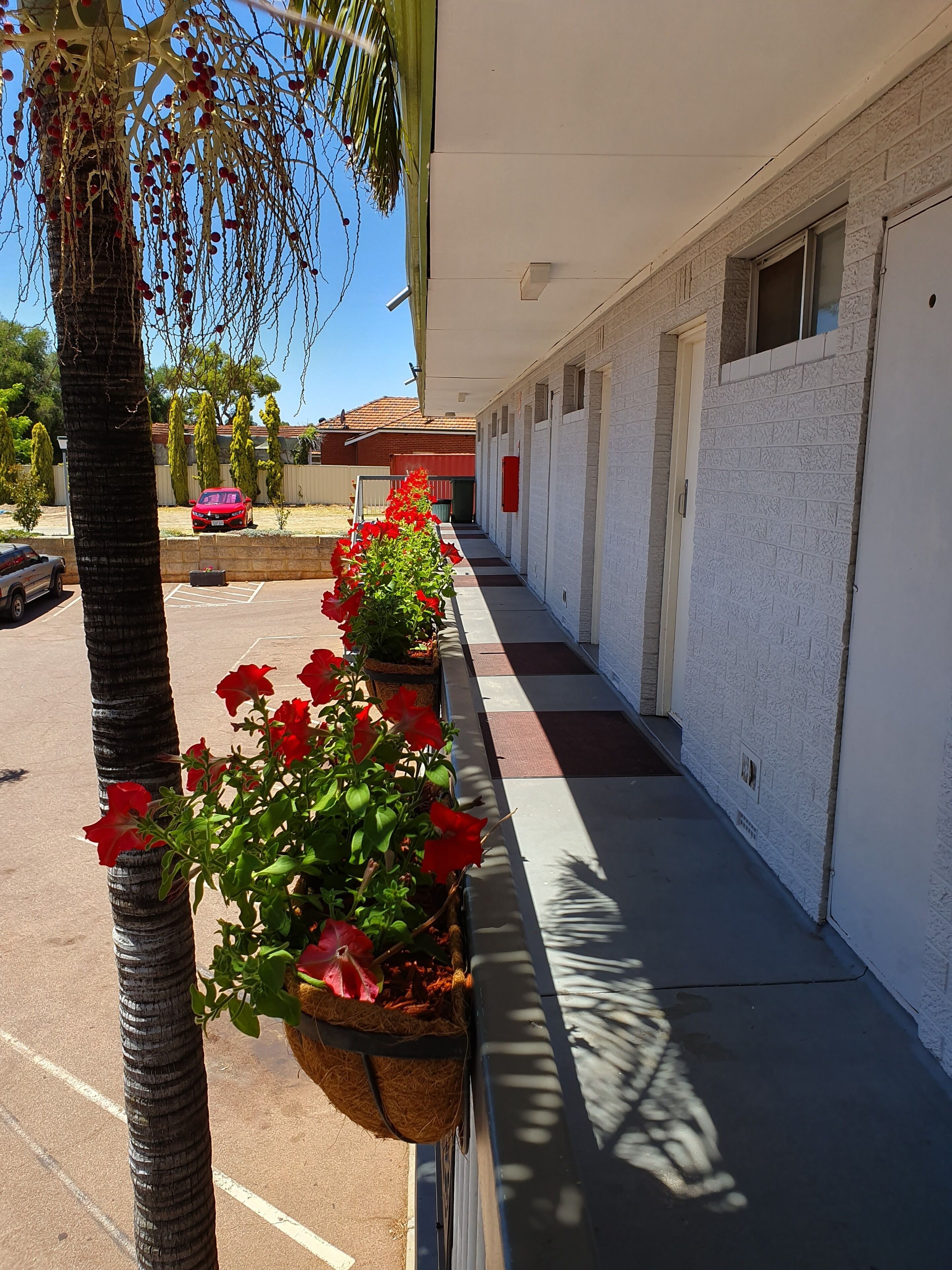 A corridor with white brick walls, a palm tree, and red flowers in hanging baskets.