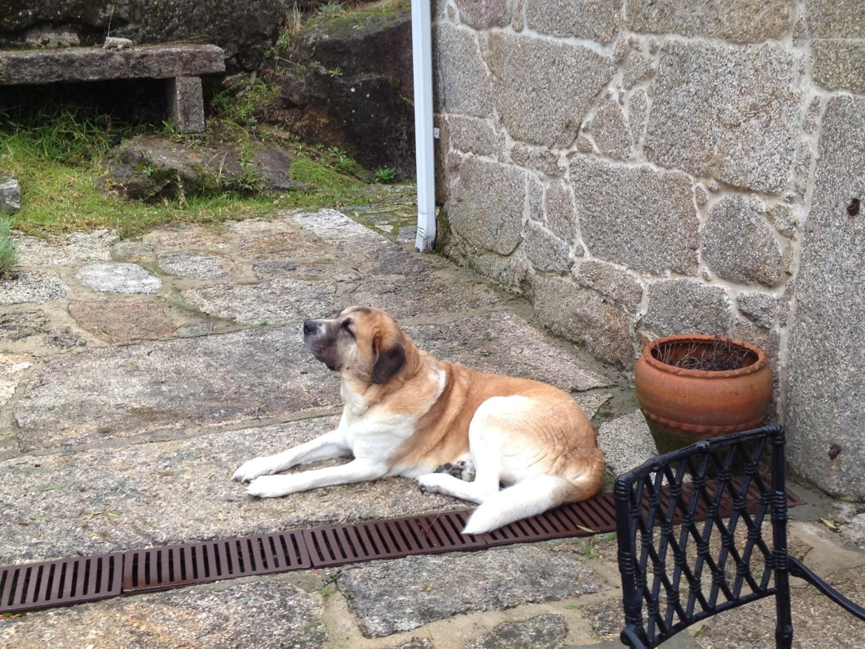 A dog lying on a stone patio next to a stone wall and a metal chair.