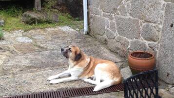 A dog lying on a stone patio next to a stone wall and a metal chair.