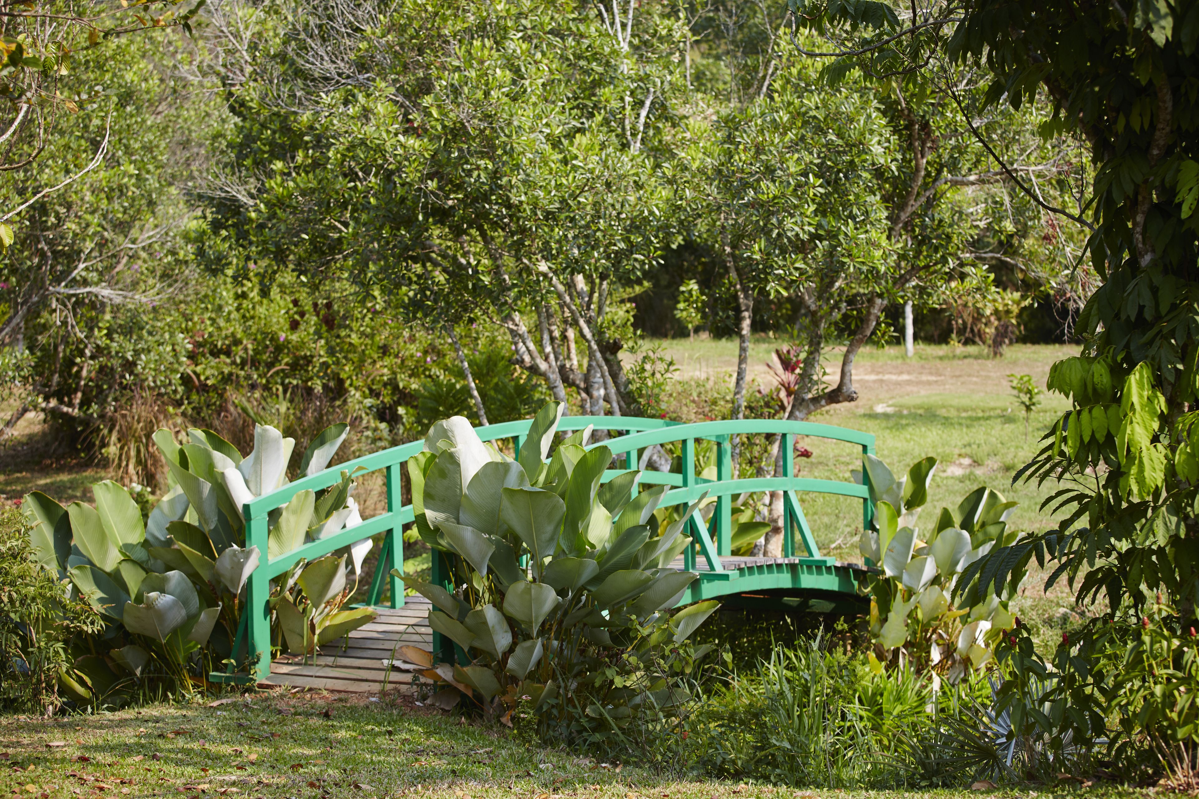Un pont vert dans un jardin luxuriant, avec de grandes feuilles et des arbres en arrière-plan.