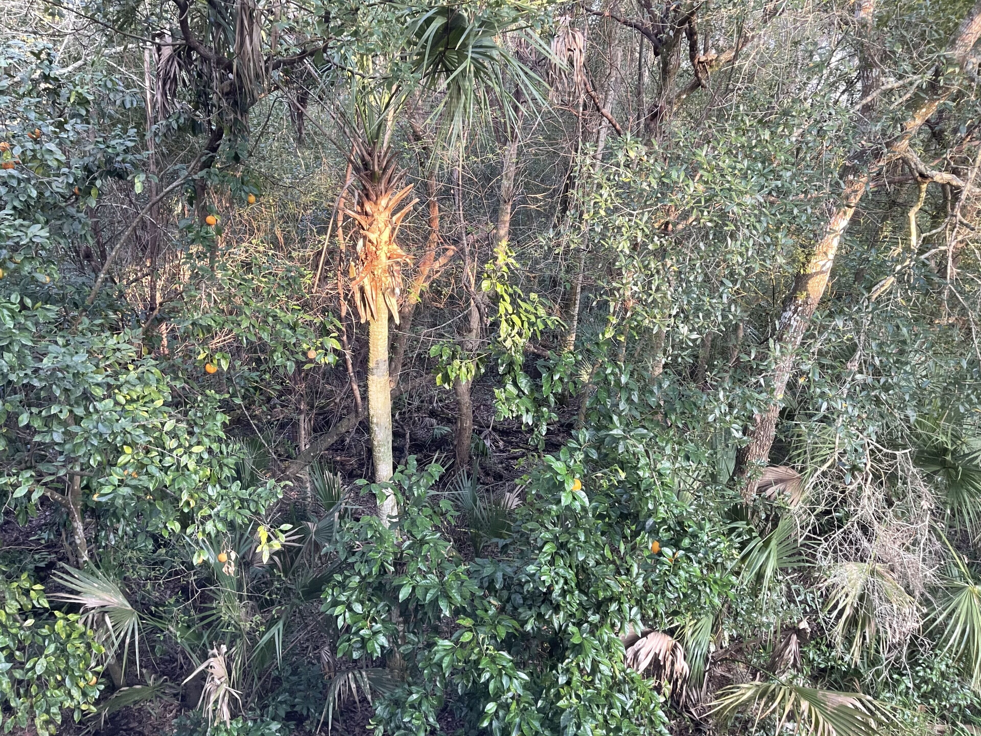 Un denso bosque tropical con diversas especies de árboles y vegetación.