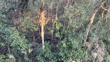 Un denso bosque tropical con diversas especies de árboles y vegetación.
