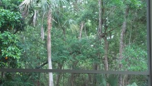 Vista a través de una ventana de madera, con una densa arboleda y abundante follaje.