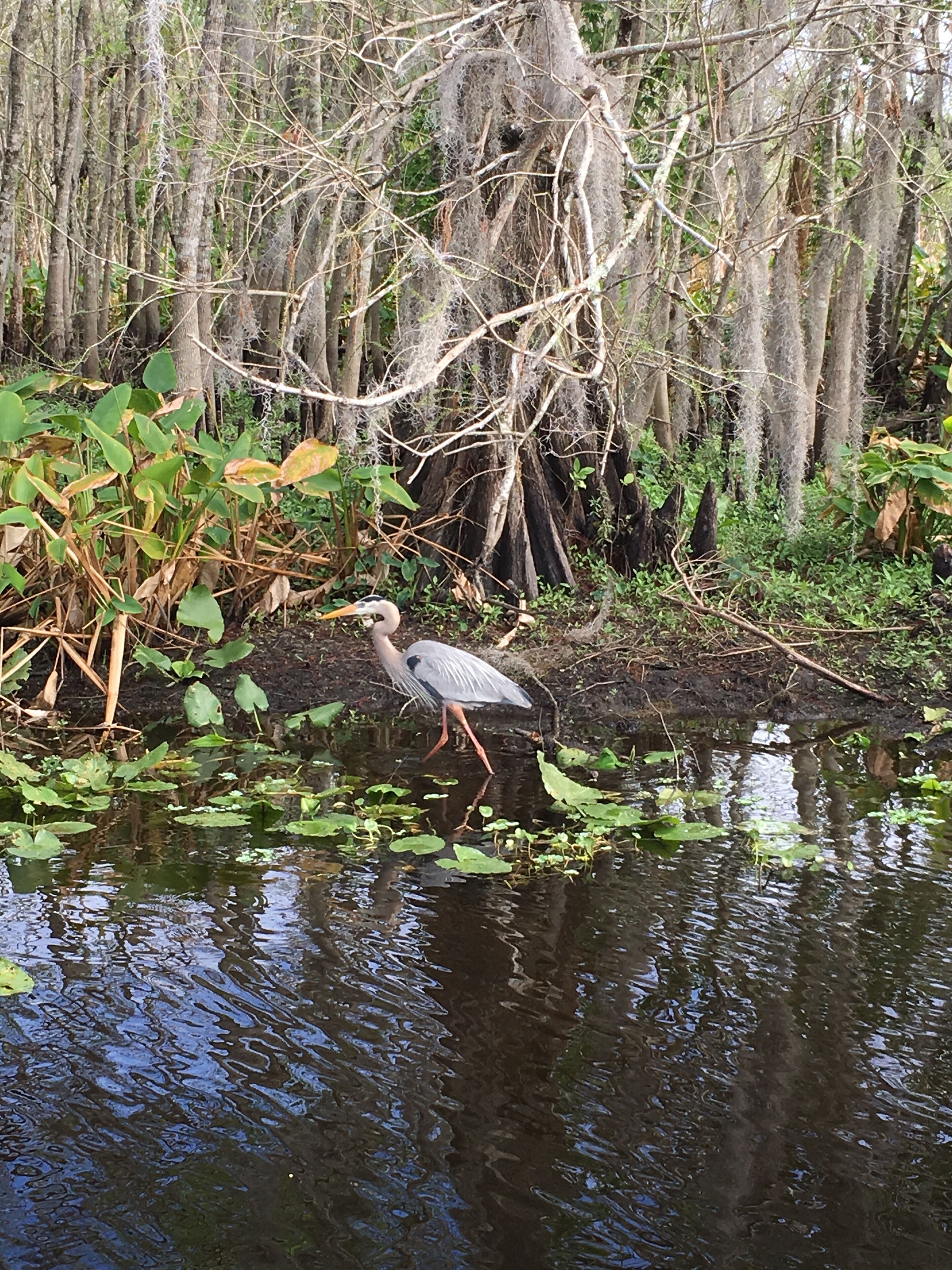 A bird standing in a water body surrounded by trees and vegetation.