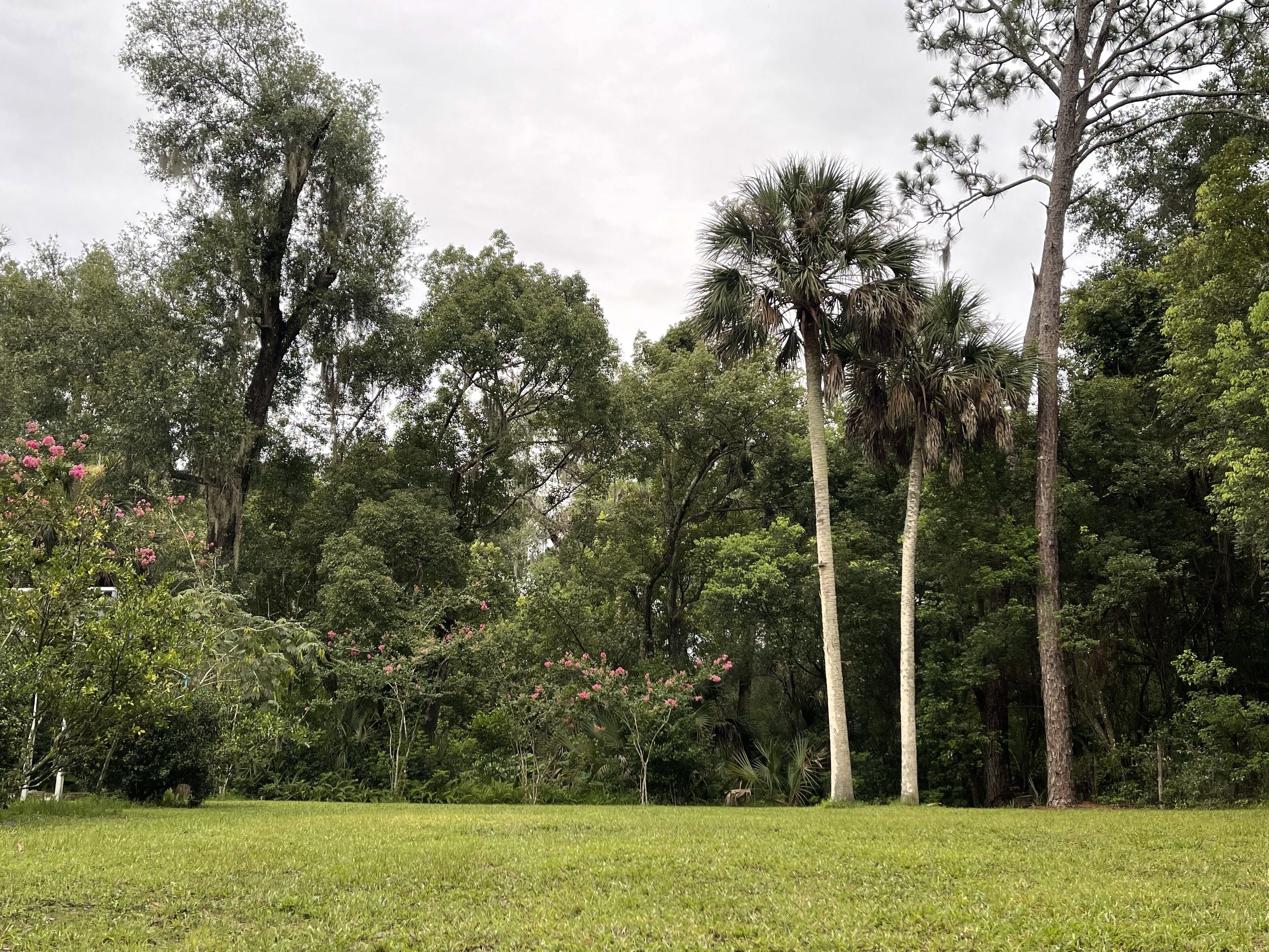 A grassy field with tall trees and dense foliage.