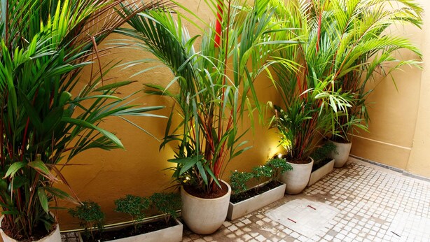 A row of potted plants against a yellow wall, arranged in a planter box on a tiled floor. - CityRest Fort - Hostel (Colombo)