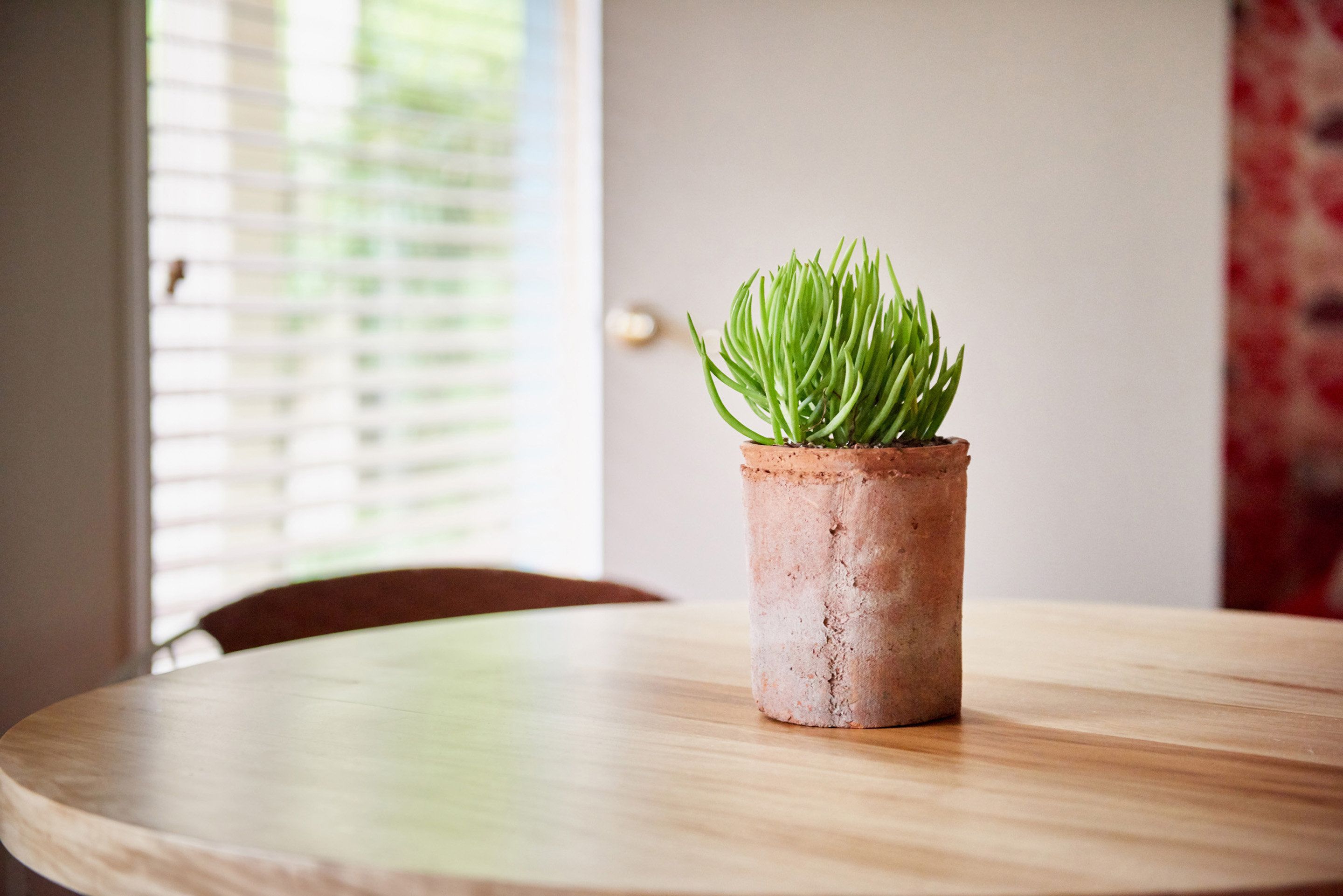 Pyöreä puinen pöytä, jonka päällä on ruukussa oleva kasvi.