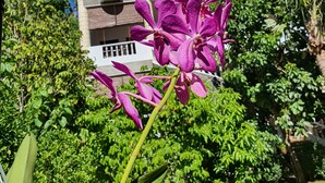 Un edificio de varios pisos con balcones y un jardín con flores moradas.