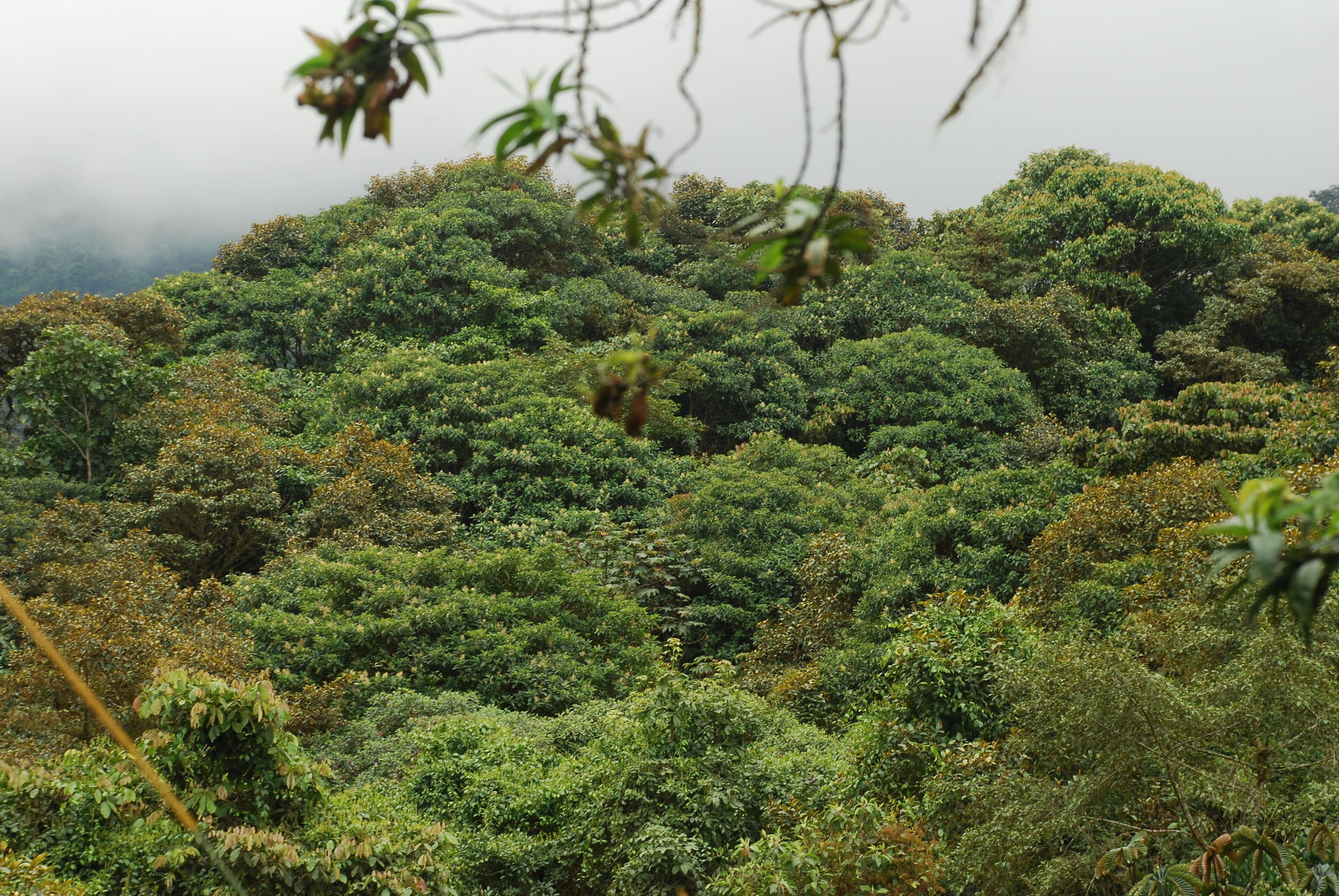 A dense forested hillside with no visible buildings or structures.