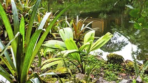 A house with a pond in front, surrounded by lush greenery. - Sachatamia Lodge (Mindo)