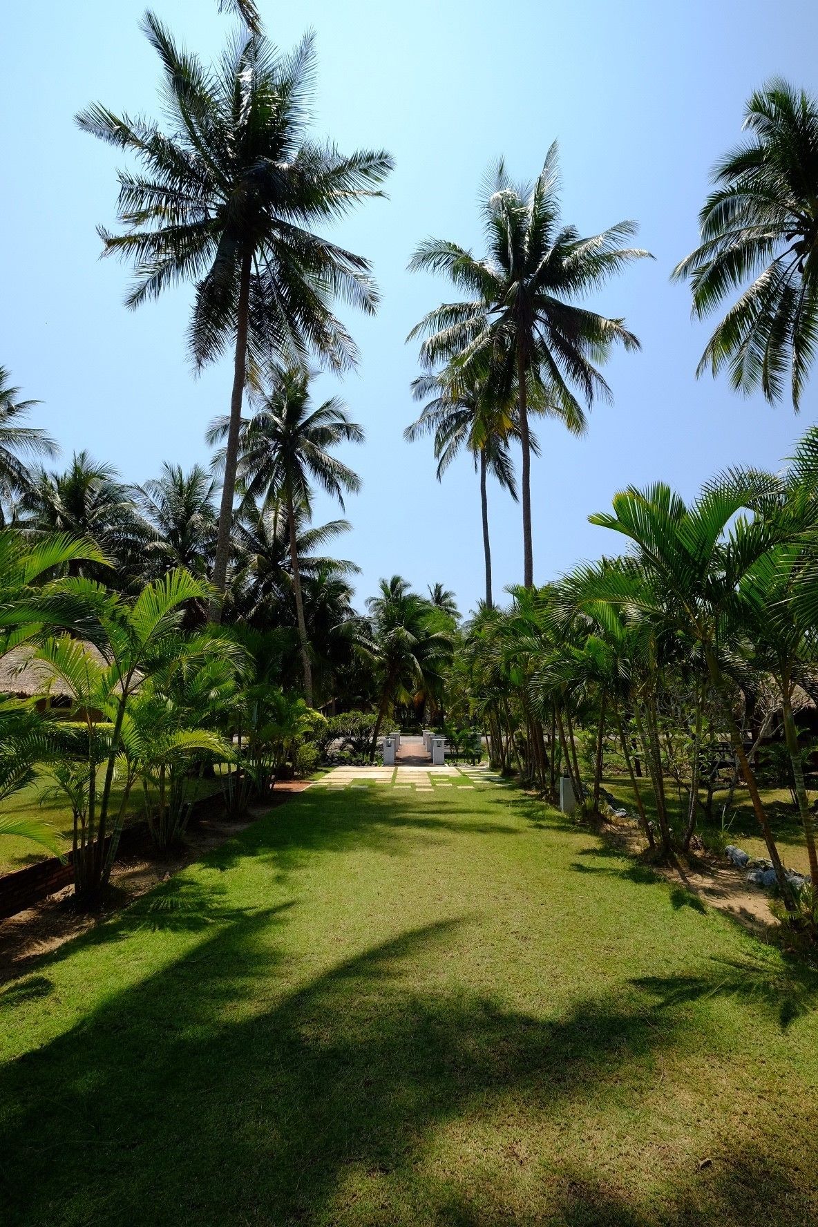 A pathway lined with tall palm trees leading to a building with a thatched roof.