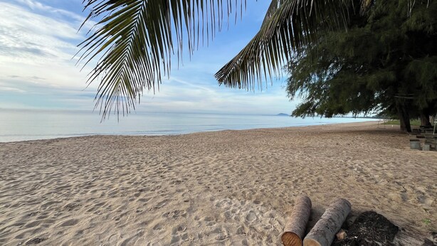 Une plage avec du sable, un palmier et une bûche.