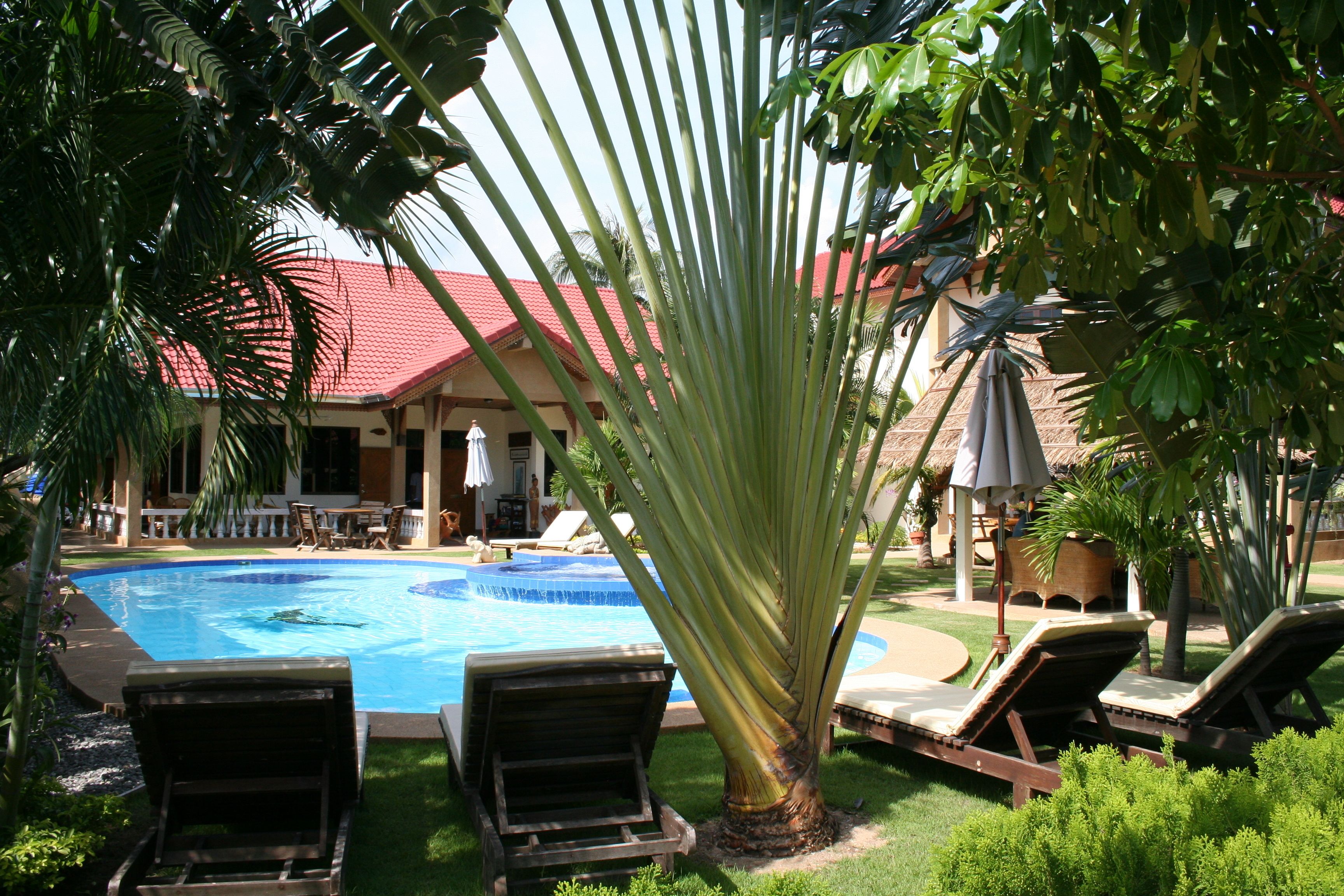 A pool area with lounge chairs, a palm tree, and a building with a red roof in the background.
