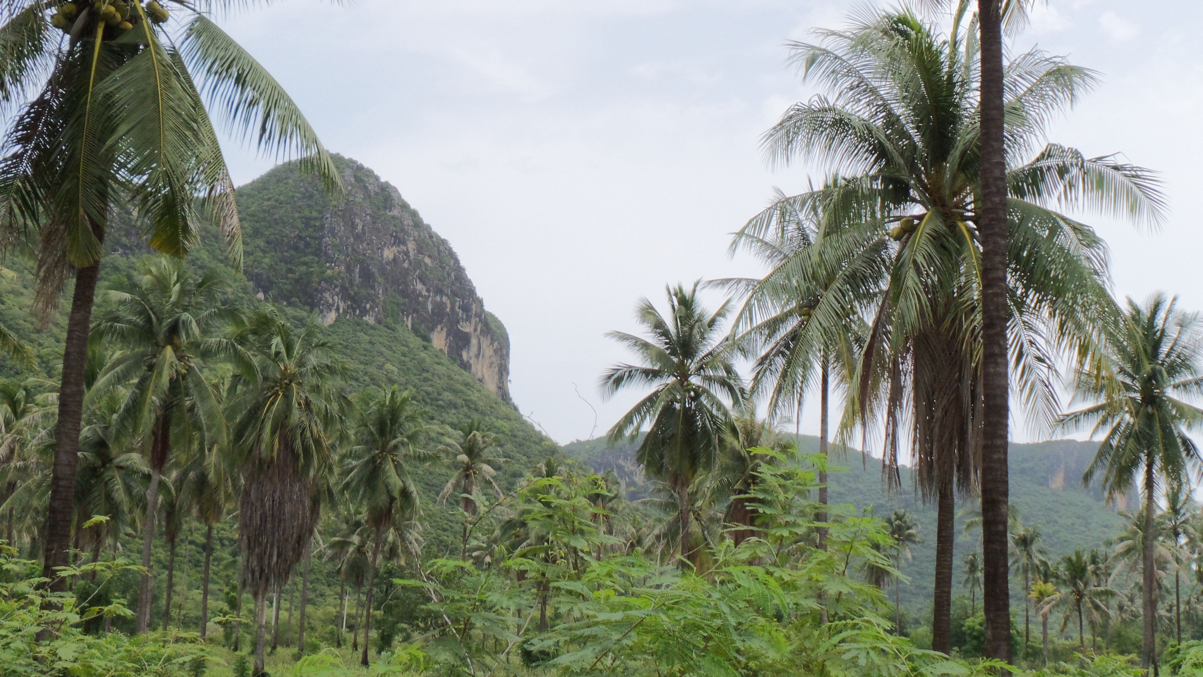 A lush landscape with dense palm trees and a prominent mountain in the background.