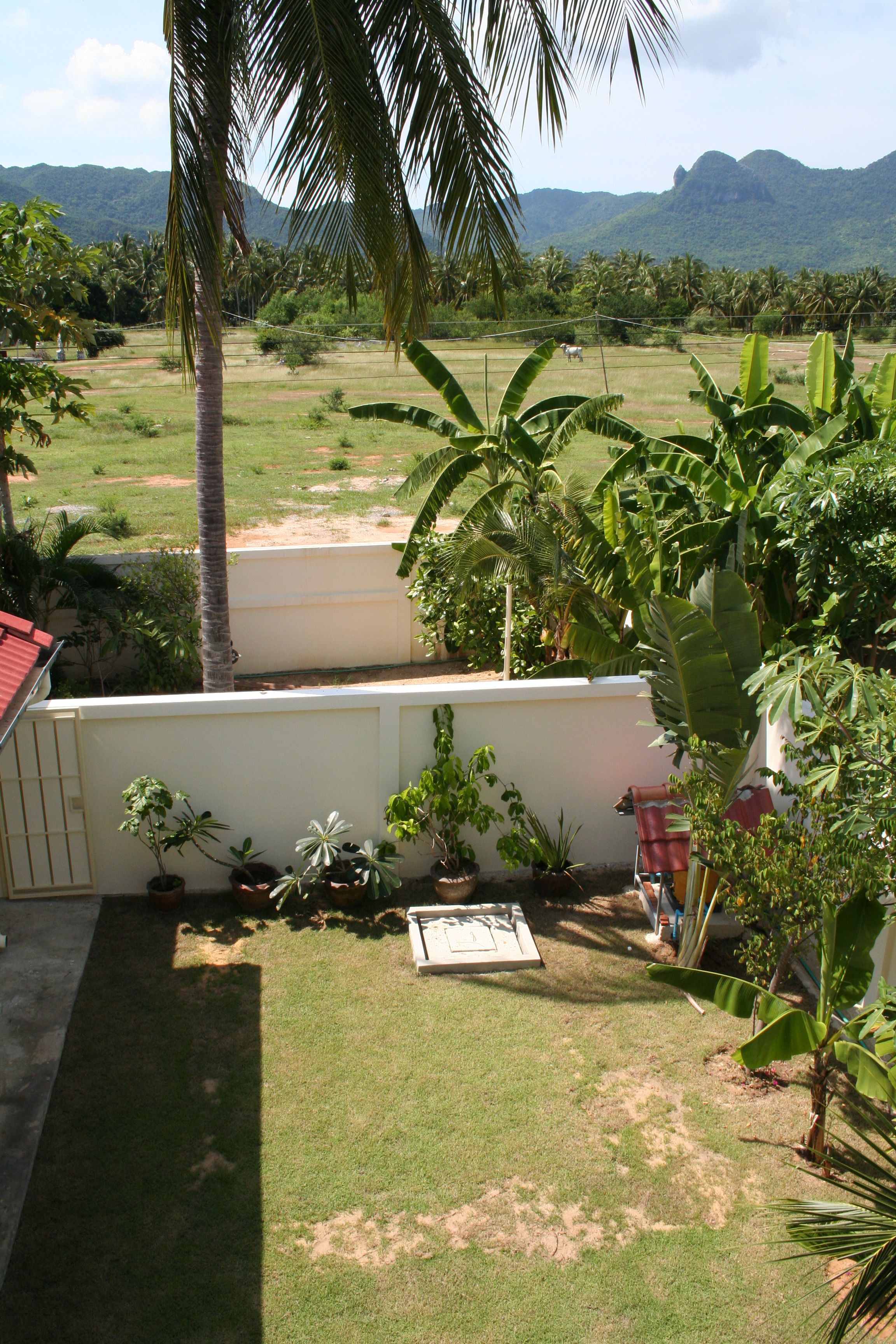 A view of a lush garden with palm trees and various plants, a white wall, and a distant mountain range.