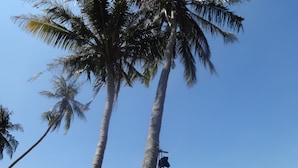 A tall palm tree with a hammock hanging from its trunk, a clear blue sky, and a building with a red roof in the background. - Bird Bungalow (Ko Pha-ngan)