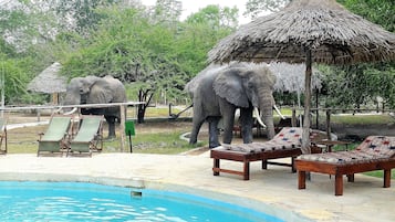 Una piscina al aire libre, sillones reclinables de piscina